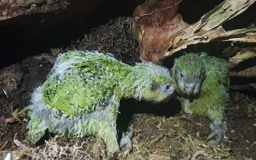 Kākāpō chicks under a branch, photo taken in darkness.