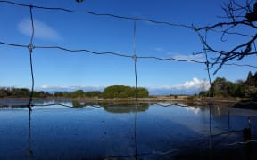 View of Motueka Estuary from local resident Robert Anderson's house.