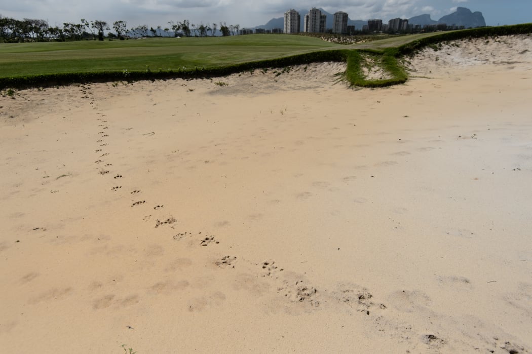 Capybara prints in a sand bunker at the Rio 2016 Olympics golf course.