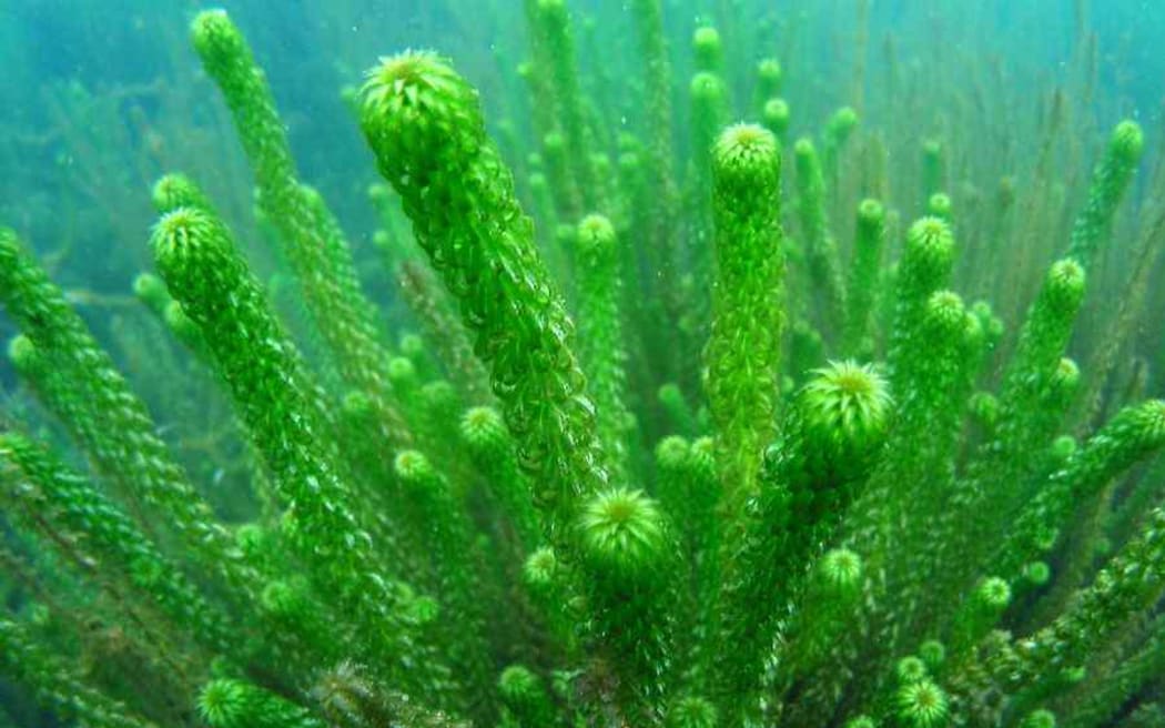 South African oxygen weed, or lagarosiphon, could have completely choked Lake Ngatu if left unchecked.