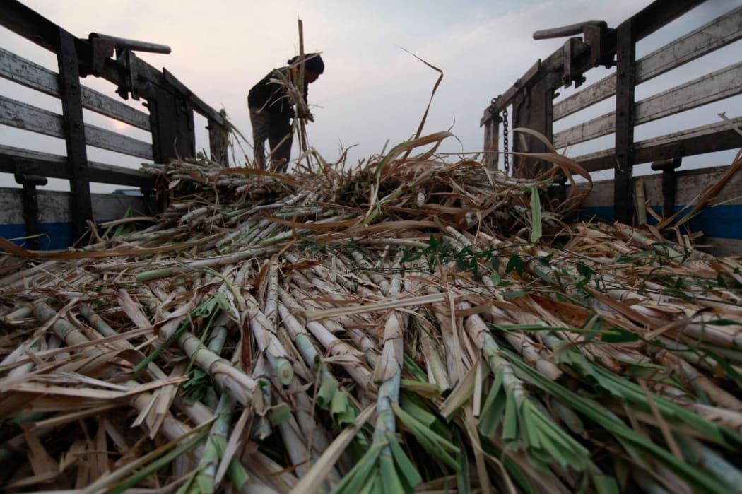 A farmer in Suphan Buri province of Thailand harvesting sugar cane, which has become a lucrative crop as global sugar prices continue to rise this year.
