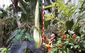 The infamous corpse flower in Auckland's Wintergarden at the Auckland Domain.