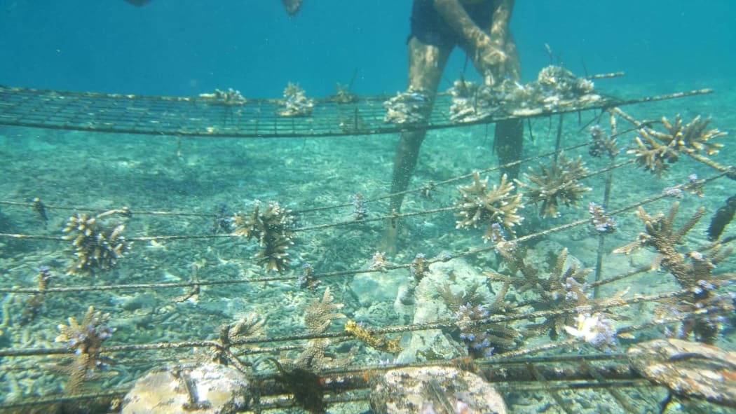 A healthy coral nursery set up by Solwota Sista.