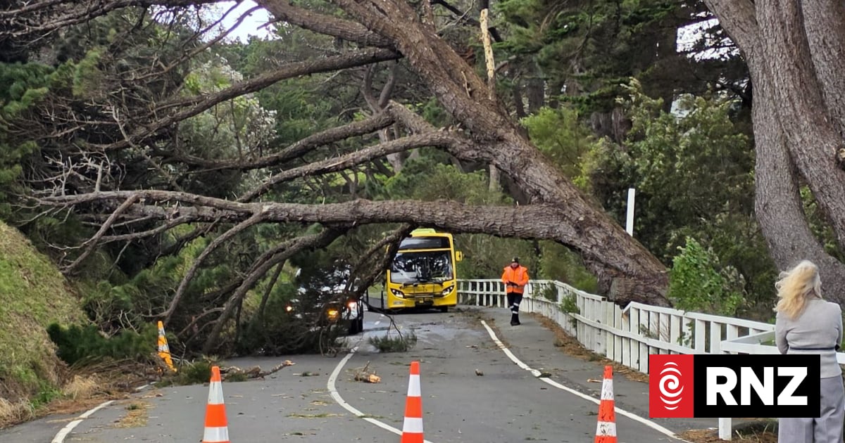 Slips, trees crash down on Wellington roads while businesses take financial hit