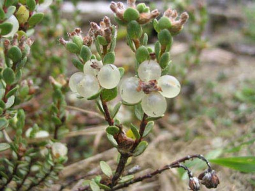 The tiny unloved shrubby plant faces imminent extinction.