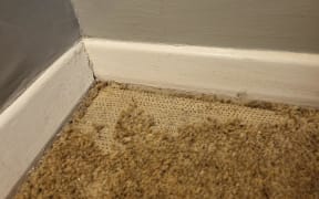 Damage from a carpet moth infestation.