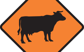 Official cow road sign