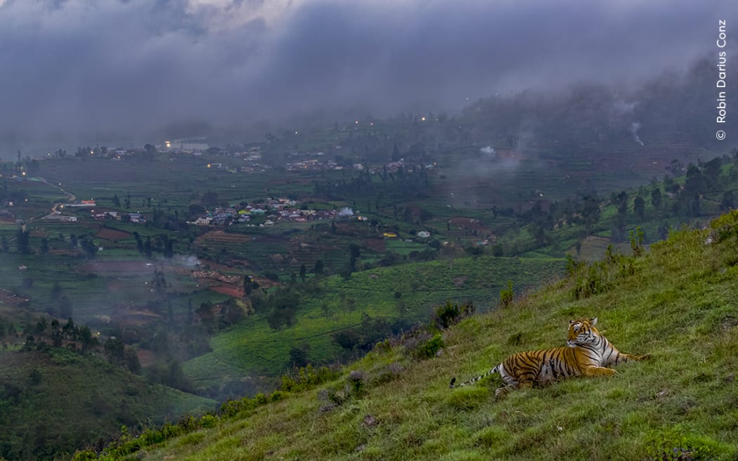 A tiger on a hillside against the backdrop of a town where forests once grew.