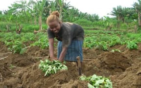 Traditional Pacific crops, such as these in Solomon Islands, are failing in the face of extreme weather and rising water levels.
