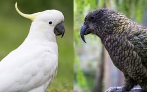 Composite image of a cockatoo and a kea.
