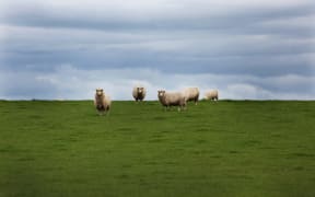 Sheep farming