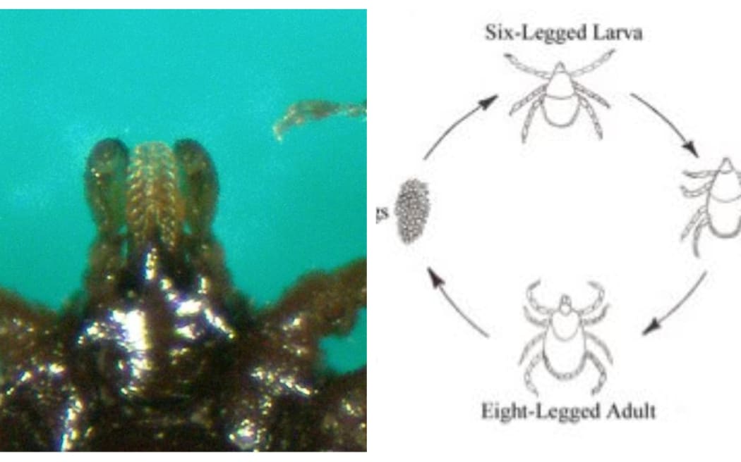 Seabird Tick
