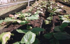 FijiKava aims to have a sustainable supply chain of the crop.