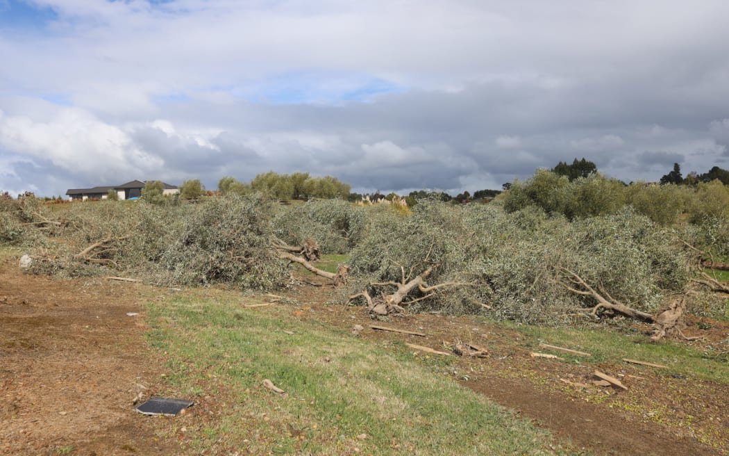 About 200 olive trees were torn up by the tornado, just six weeks away from harvest.