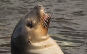 New Zealand sea lion.
