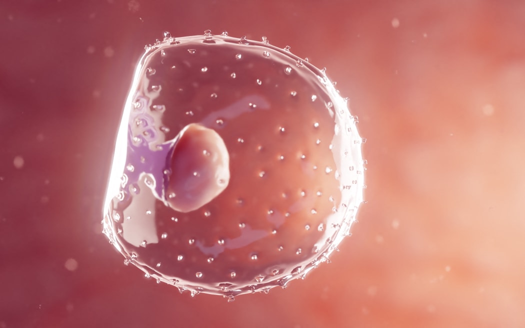 Illustration of an embryo at first week gestation, around the time that embryos are best frozen for the IVF process.