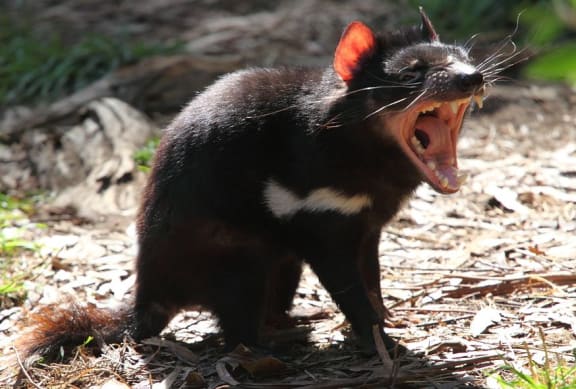 Tasmanian devils are the largest surviving carnivorous marsupial, and are know for their unearthly screams and howls as they squabble with each other over carcasses.