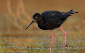 Juvenile kakī have been released around the Godley and Cass Rivers and into the Tasman Valley.