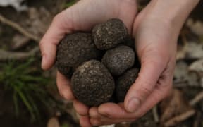 truffles