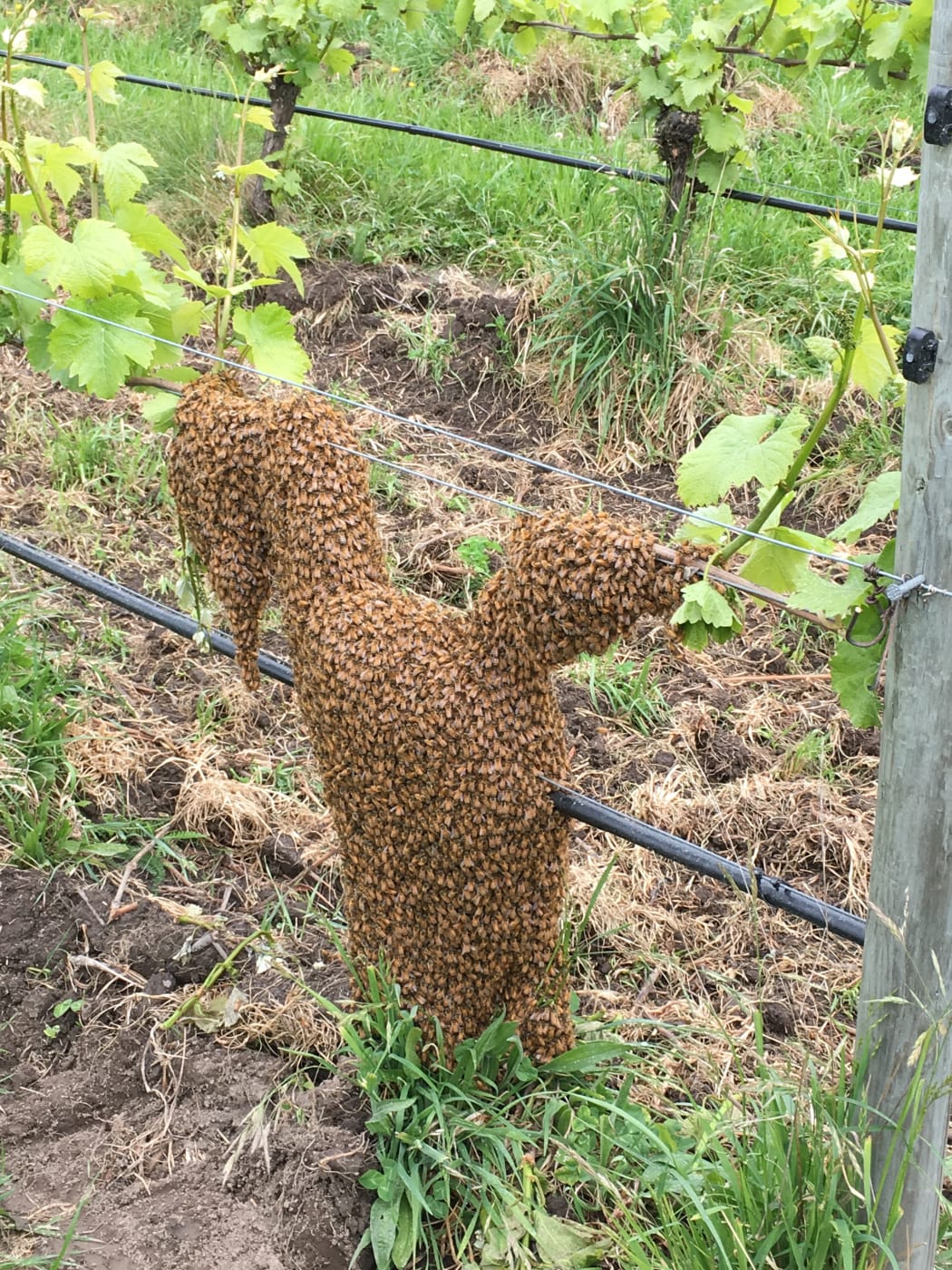 here’s a picture taken this morning in our vineyard. We love bees in our biodynamic vineyard at Churton. Kevin our beekeeper has been chasing swarms all week.