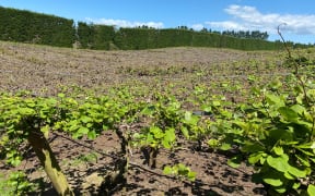 The foreground shows the healthy leaves while sprawling through the background are the barren vines.