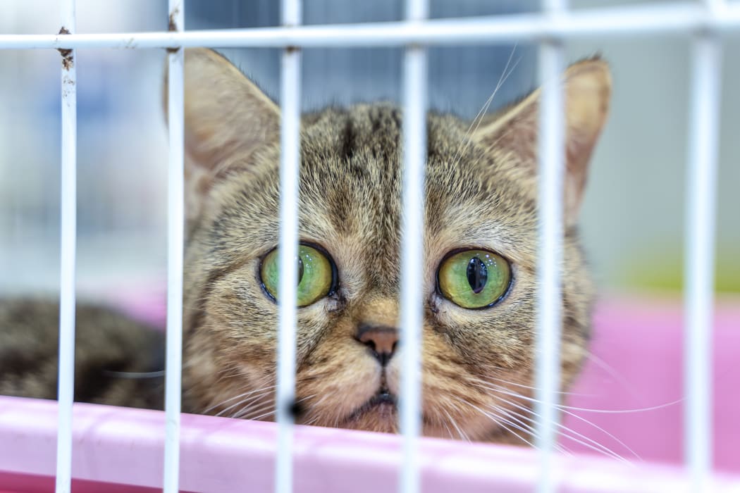 Closeup of one tabby kitten cat looking through a cage.