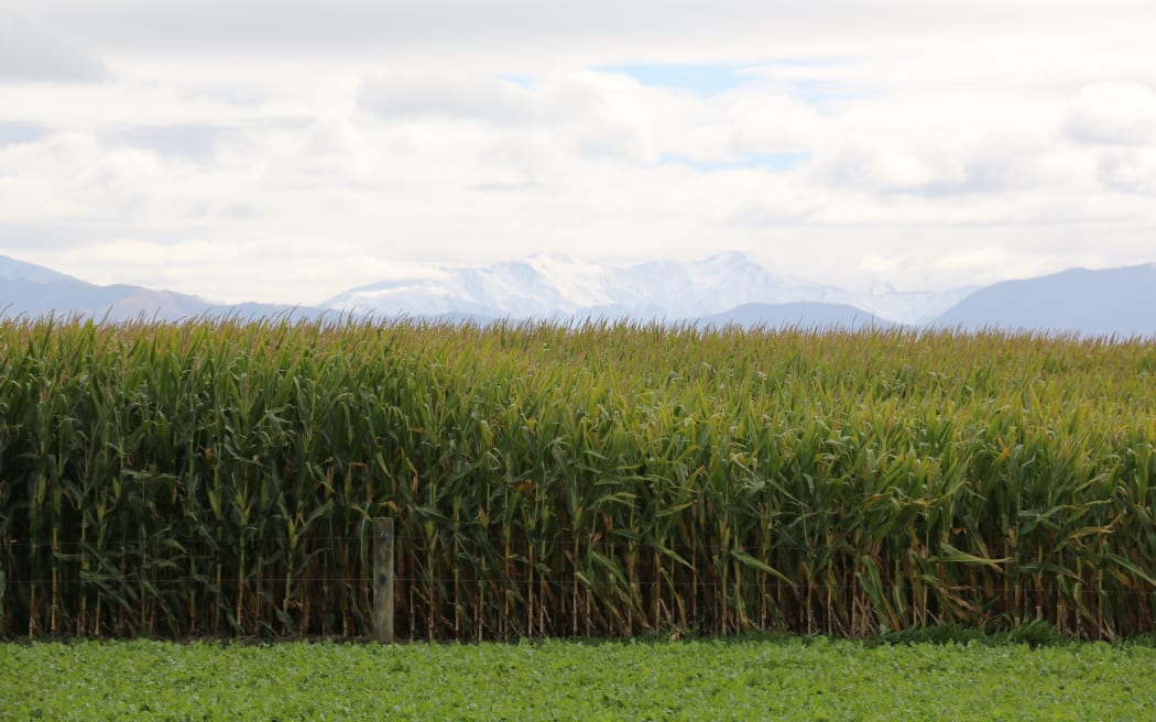 Snow has fallen quickly on the ranges around Canterbury.
