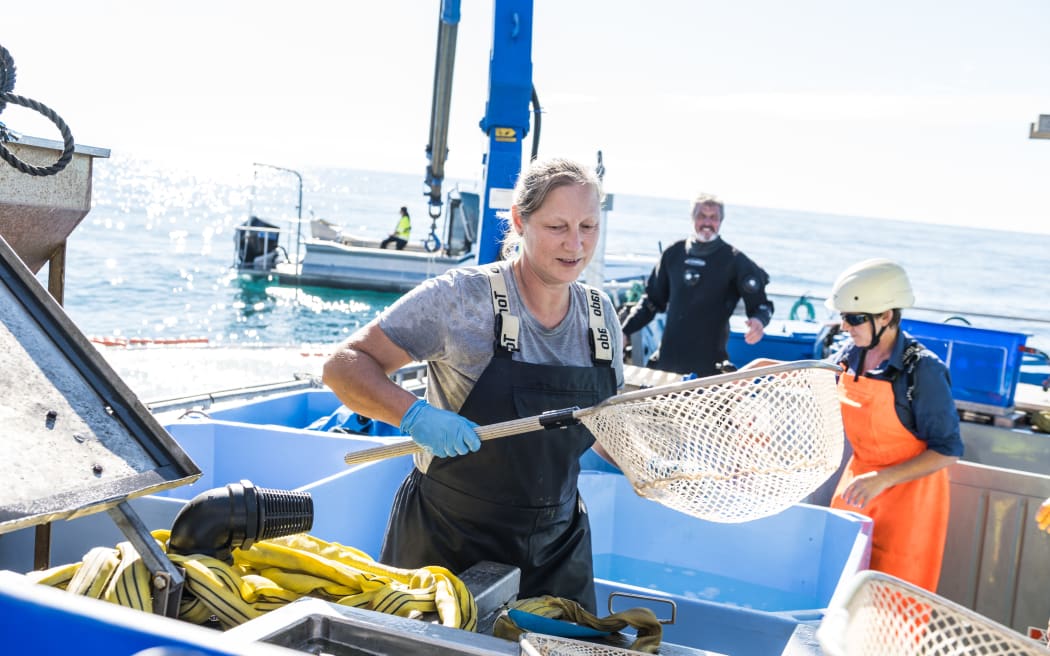 Snapper being transferred into the first prototype of a mobile open ocean aquaculture system near Rangitoto ki te Tonga, D’Urville Island at the top of the South Island.