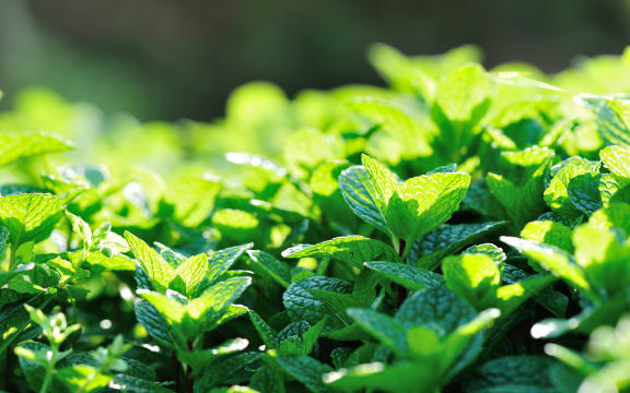 mint plant growing in garden.