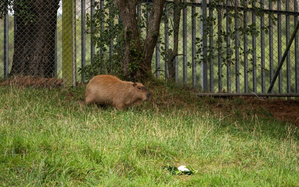 Fernando the Capybara