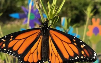 Monarch butterfly