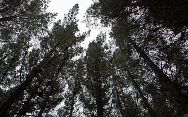Time to take forestry out of the emissions trading scheme - environment ...