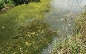 The algal bloom at an inlet on Lake Waiparera.
