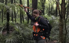 Zoe Stone looking for toutouwai in Turitea Reserve. Zoe is standing in the bush surrounded by trees and holds an aerial to detect radio frequencies and is looking at the biotracker.