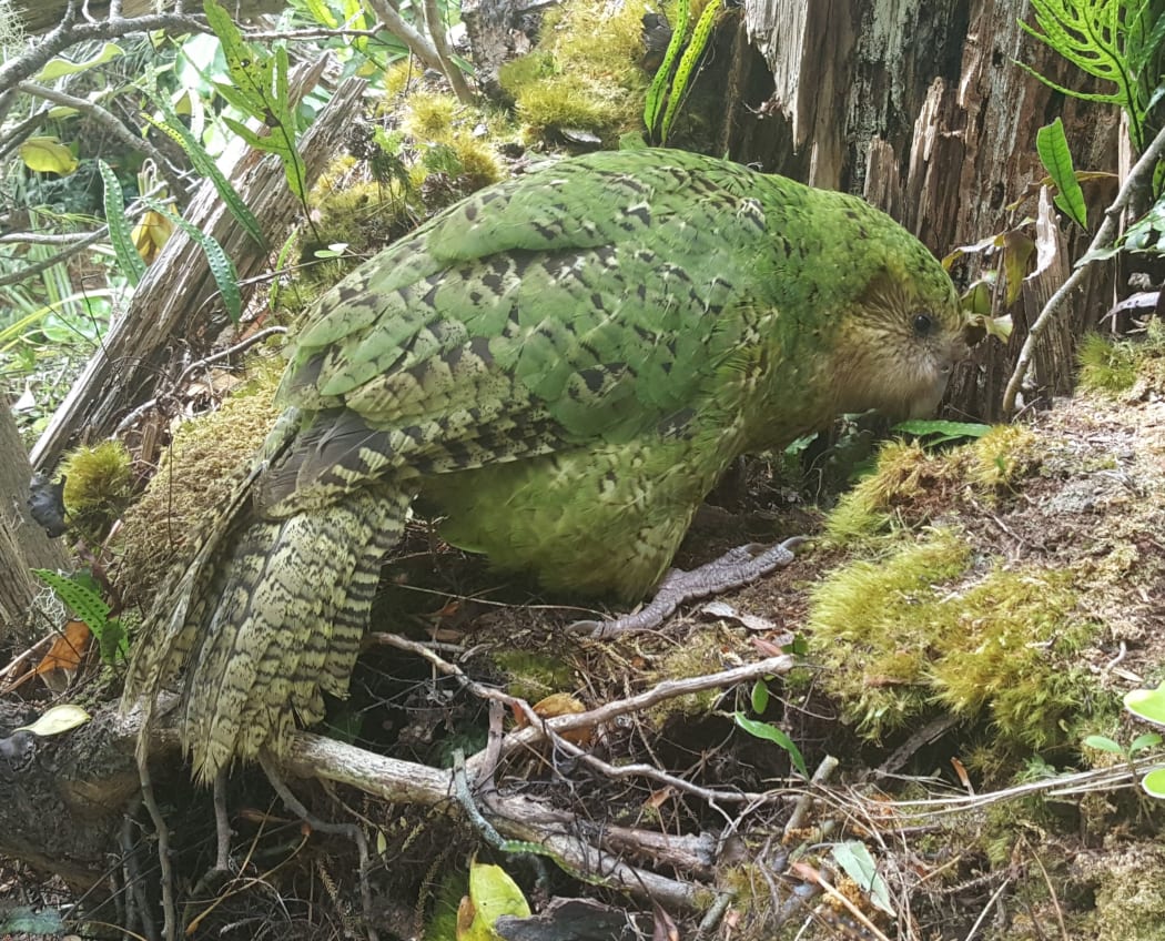 Hoki, the first-ever hand-reared kākāpō, at her nest entrance under a rotten tree. She laid infertile eggs but is looking after two foster chicks.