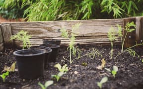 plants