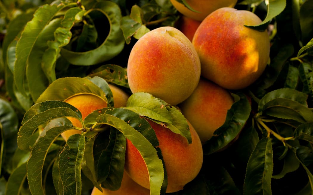 peaches