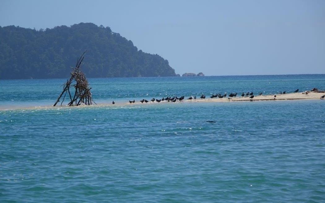 Birds gather on the beach.