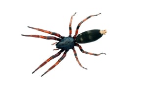 White tail spider