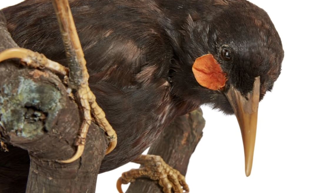 Male huia, pictured, had shorter, straighter beaks than the females.