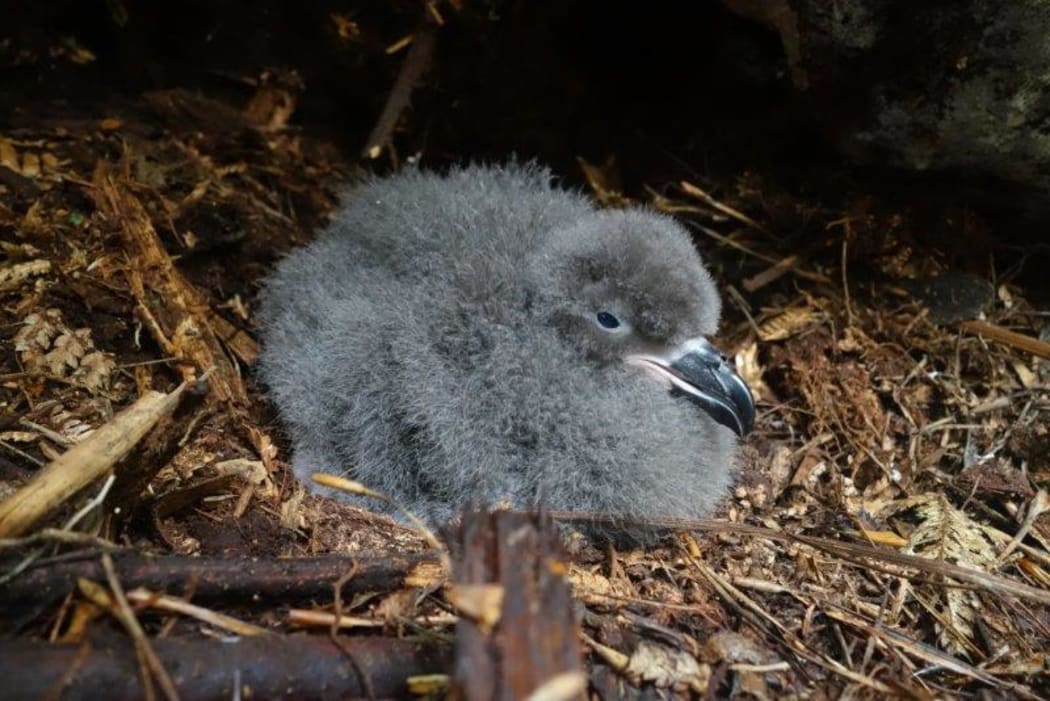 A Chatham Island taiko chick in its underground nest
