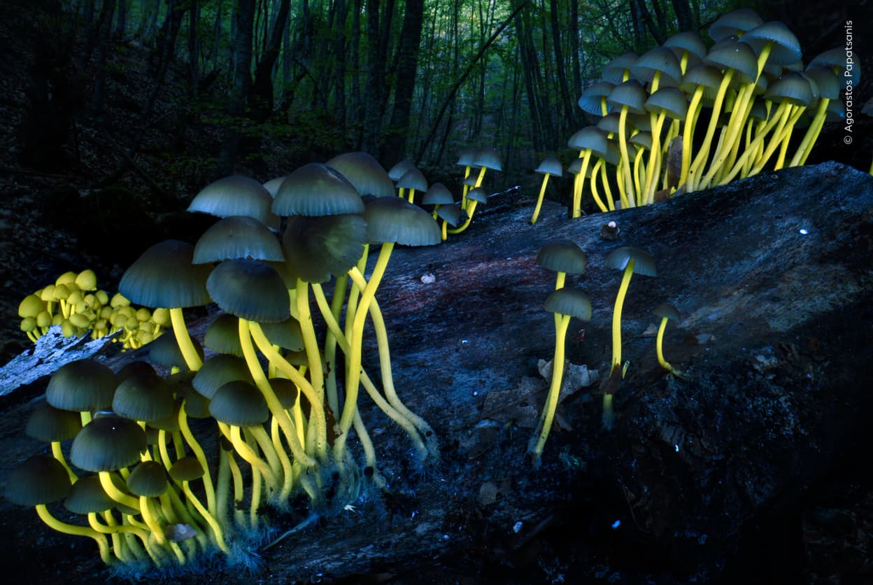Wildlife Photographer 2026 winners capture powerful images of the ...