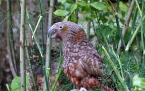 Kaka