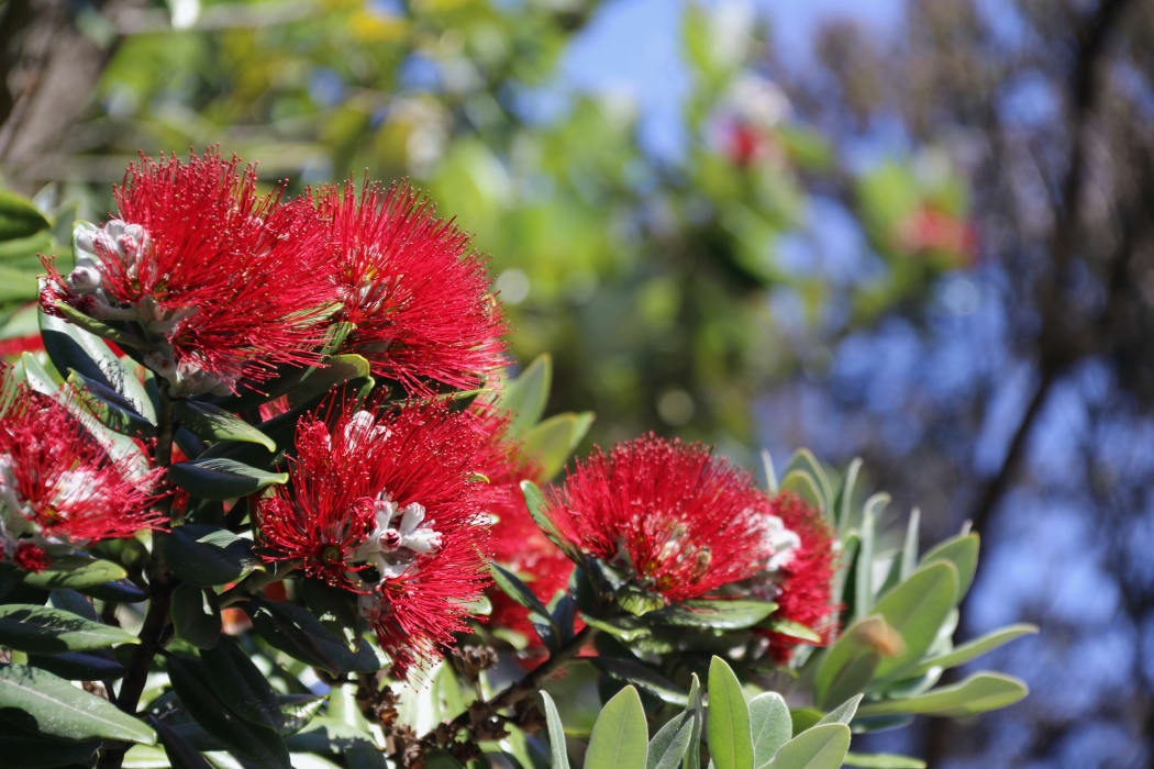 Pōhutakawa