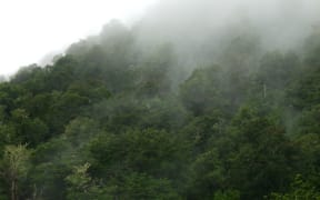 Mist rises in an area near Tree Trunk Gorge Rd - on the edge of Tongariro National Park and Kaimanawa Forest Park - in December 2008.