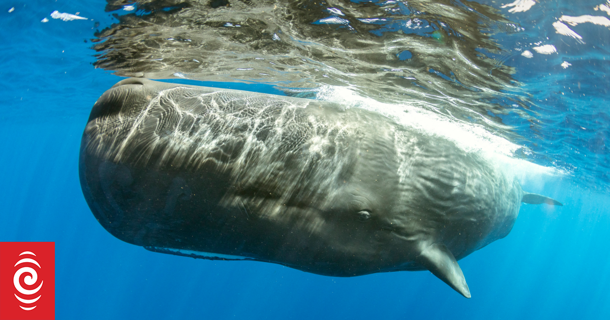 'Forever chemicals' in New Zealand whales and dolphins