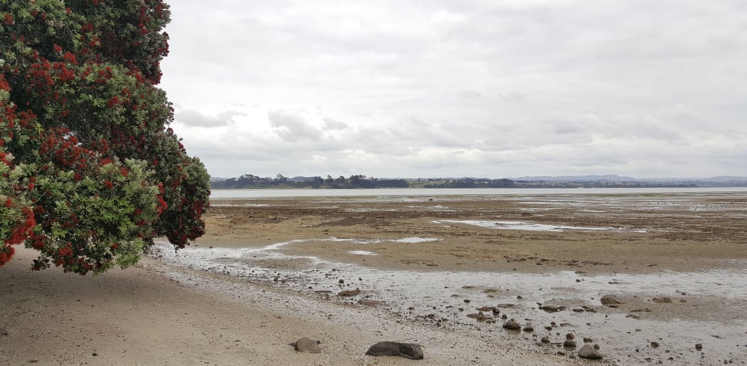 Estuaries and tidal sand flats are important ecosystems, that are at risk from increasing sediment and nutrient run-off from the land.