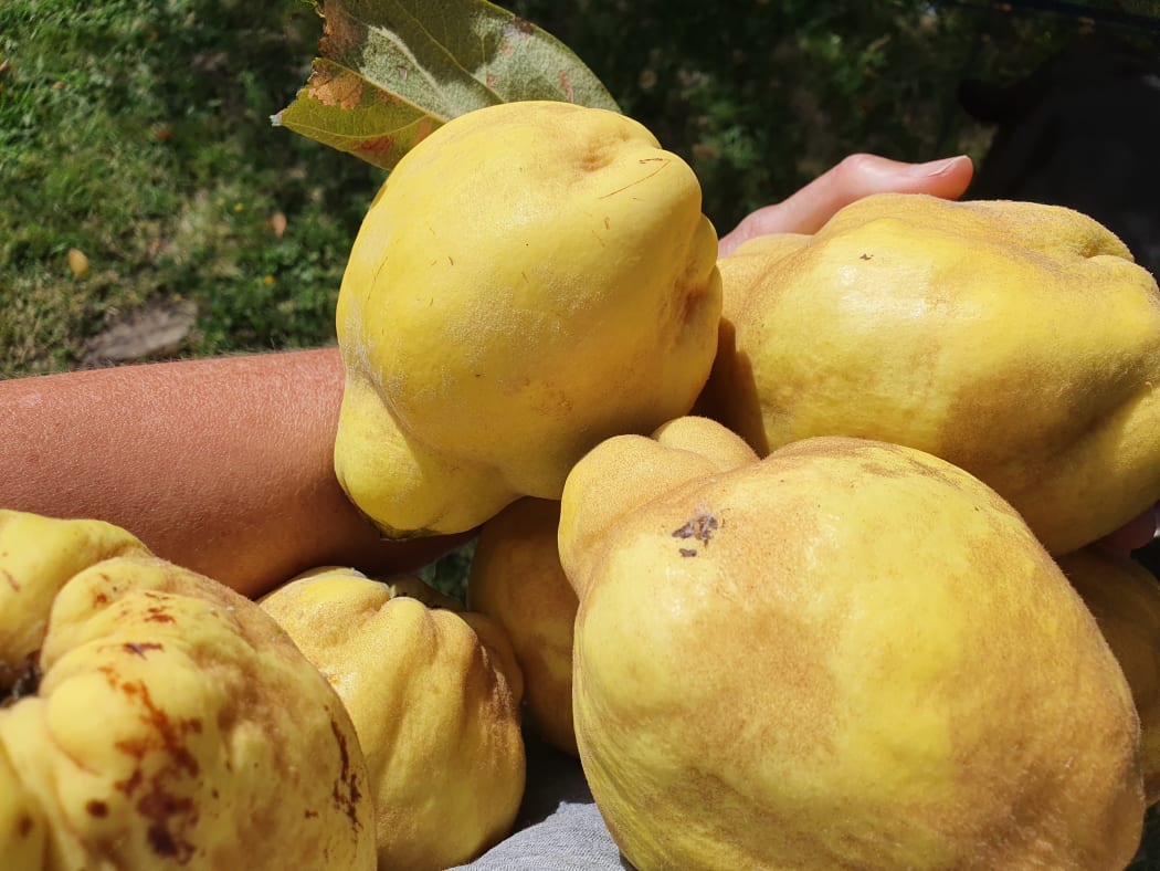 Quince harvest