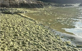 Invasive seaweed caulerpa at Omakiwi Cove in Northland
