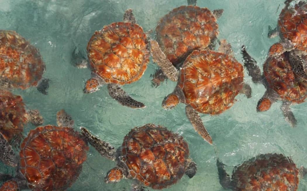 In one positive, green sea turtles are rebounding thanks to conservation efforts.